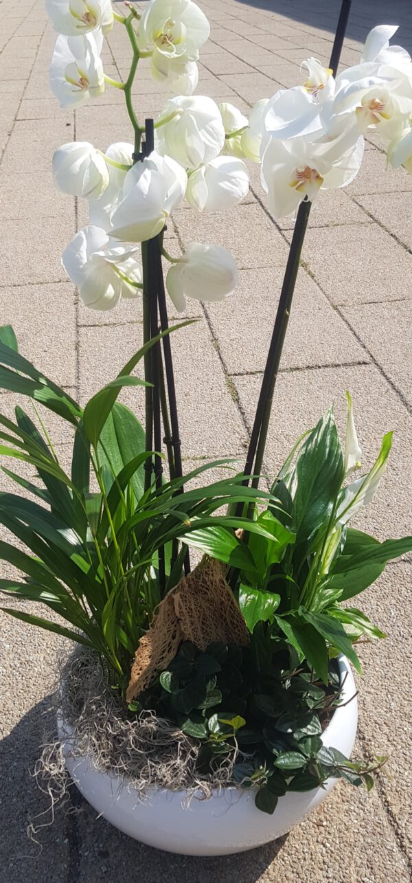 .Plantenarrangement Wit-Groen - Afbeelding 2