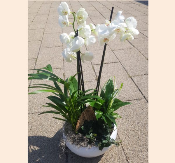.Plantenarrangement Wit-Groen