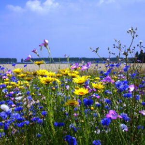 Bloemen Abonnement 25,- 2x per maand