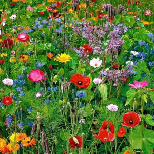 .Bloemen Abonnement €35,- 1x per maand