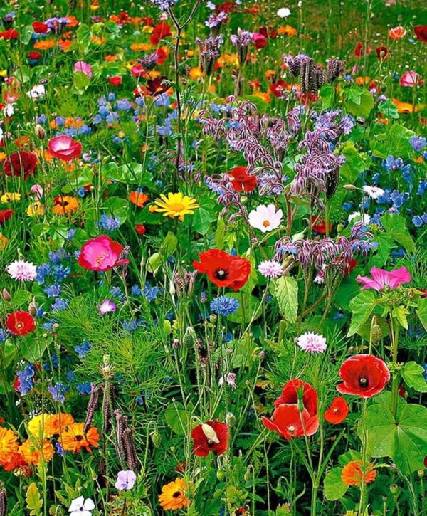 .Bloemen Abonnement €30,- 1x per maand